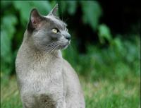Бурманская кошка: описание породы и уход за животным Бурманская кошка болезни