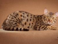 Порода кошек оцикет: описание и уход Оцикет кошка описание породы