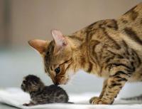 Правила кормления и ухода за новорожденными котятами Почему кошка не хочет кормить котят