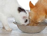 Почему кошкам нельзя собачий корм