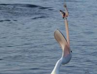 Розовый пеликан — описание, среда обитания, интересные факты