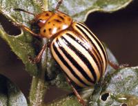Как выглядит колорадский жук, его фото и образ жизни Сколько живет колорадский жук