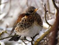 Дрозд: среда обитания и образ жизни певчей птицы Размножение и продолжительность жизни дрозда