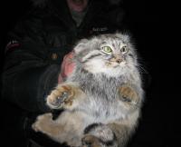 Степной кот манул: фото и описание